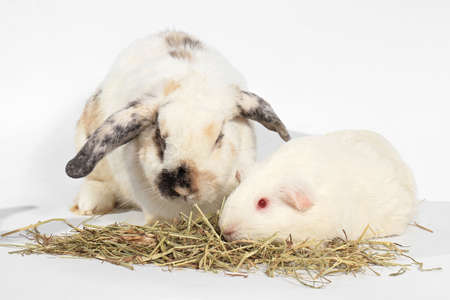 Rabbit and guinea pig eating timothy hay grass over white, Rat and friend.の写真素材