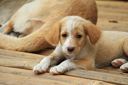A close-up of cute puppy. Lonely puppy.の写真素材