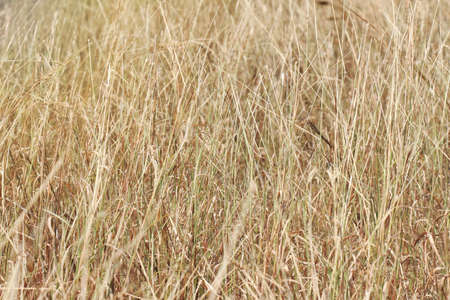 Grass field background, Dry golden grass.の写真素材