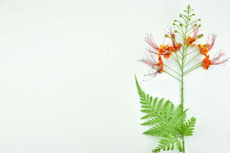 Natural background with copy space for beauty product.の写真素材