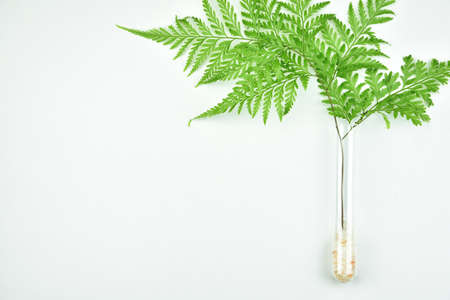 Natural background with copy space for beauty product, Organic beauty cosmetics product concept.の写真素材