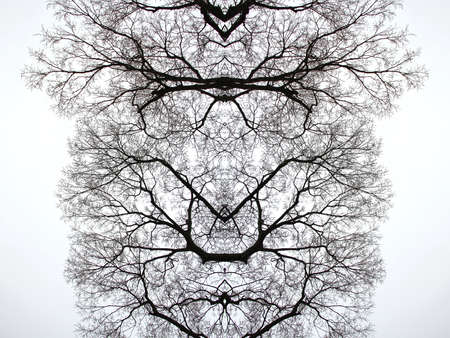 Bare Tree Branches on a white pale sky, Abstract Tree Branches.