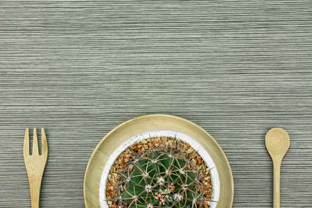 A cactus in white clay pot, Indoor plants with copy space, Love nature conceptの写真素材