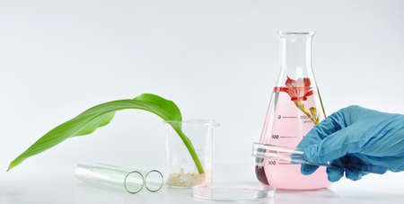 Scientist mixing natural organic extraction and green herbal leaves, Flower aroma essence solution...