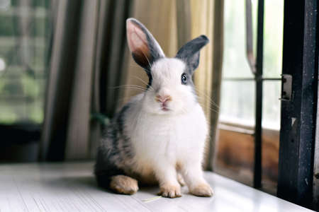 Grey bunny rabbit looking frontward to viewer, Little bunny sitting on white desk, Lovely pet for...