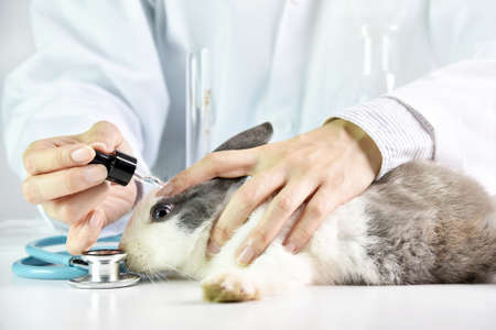 Medicine or cosmetics beauty product research, Scientist testing drug in rabbit animal eyes, Drug...