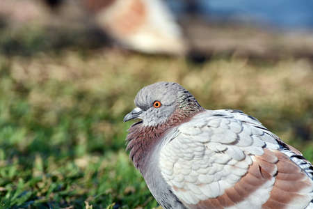 Pigeon bird in the park, Bird sitting on grass in sunny day.の写真素材