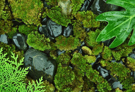 Deep woods essence for hydration and moisturizing, Tropical forest, Natural organic background