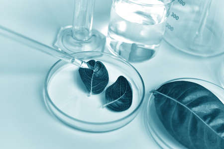 Medicinal herbal plant, Natural organic botany drug research and development, Scientist dropping...