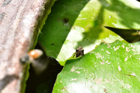 Baby toad, Young common small frog sitting on green leaf, Frogs eat insects and control the natural...