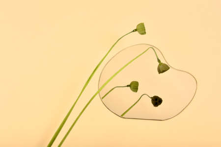 Reflection of dry natural leaf flower on asymmetric free form mirror, Water raindrop mirror reflect on pink pastel background, Minimal style with copyspaceの写真素材
