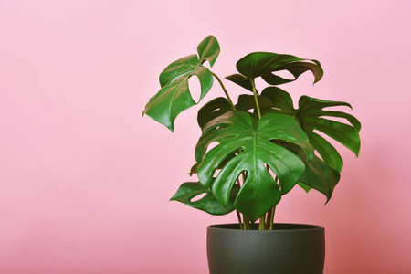 Artificial plant, Philodendron monstera planted on pink background, Indoor tropical houseplant for home and living room interior.の写真素材