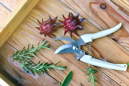 Pruning shear and home garden vegetable in wooden box, Rosemary herb and red roselle flower.