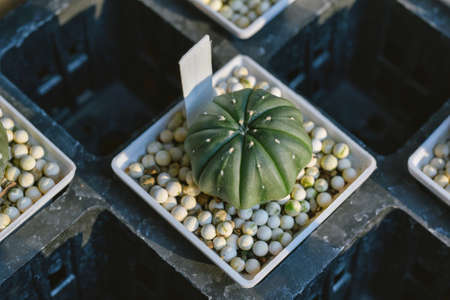 Cactus, Astrophytum asterias, Cactus is desert plant and popular indoor houseplant.の写真素材