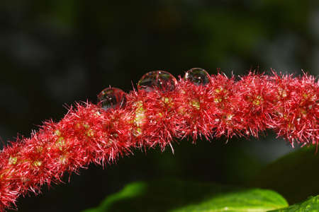 Water drop of morning dew on blossom beautiful red flower, Macro of rain droplet with nature light...