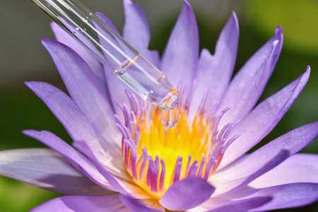 Natural lotus flower pollen extraction, Scientist drop essence for plant test, Alternative organic green herb plant medicine, Skincare beauty products, Biology research and development concept.の写真素材