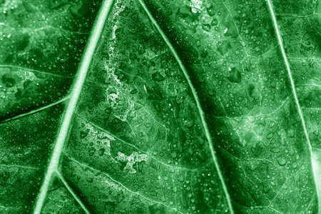 Water drop of morning dew on beautiful plant leaf, Macro of rain droplet with nature light...