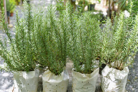 Rosemary planting in grow bag, Aromatic seasoning spice herb, Vegetable home garden.の写真素材