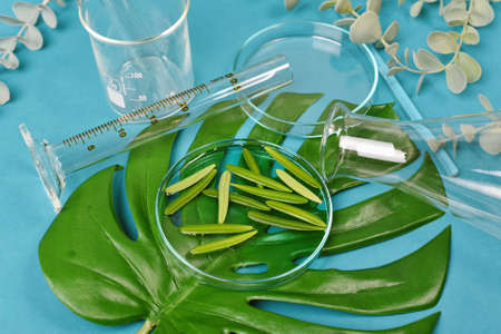 Natural drug research, Plant extraction in scientific laboratory glassware for cosmetic, Alternative green herb medicine, Minimal organic skincare beauty care.の写真素材