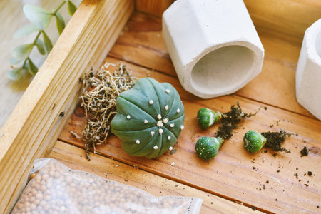 Indoor houseplant for home decoration, Replanting tree gardening tool, Planting cactus in small flower pot, City lifestyle hobby and recreation.の写真素材