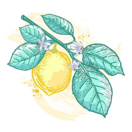 A sketch of a blossoming branch with leaves and lemon. Fruit pattern on a white background. Healthy food product. Fruit element for the design of labels, packaging, textiles, souvenirs.のイラスト素材