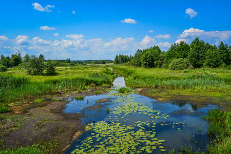 Summer Sunny landscape of the river, overgrown with grass and lilies, deep blue sky with clouds, the...