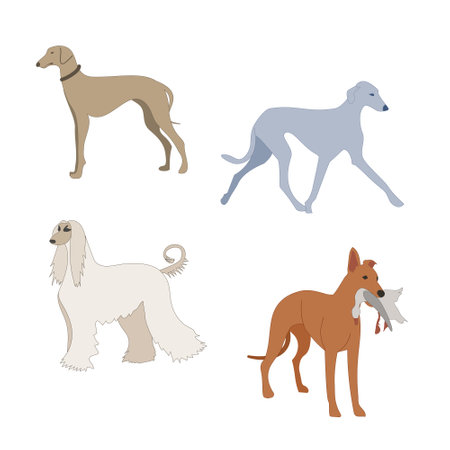 Dogs collection. Illustrations of Greyhound hunting dogs. Isolated on white.のイラスト素材