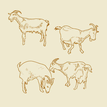 goats vector setのイラスト素材