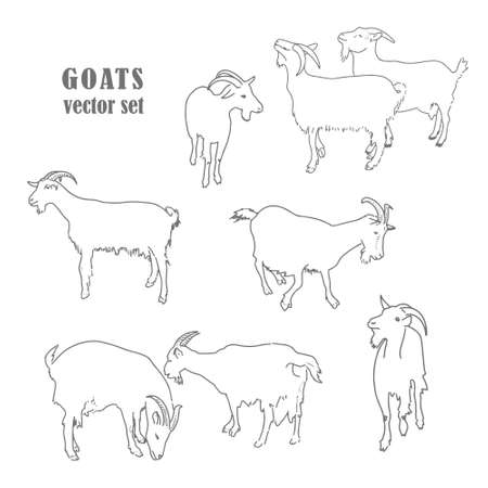 goats vector setのイラスト素材