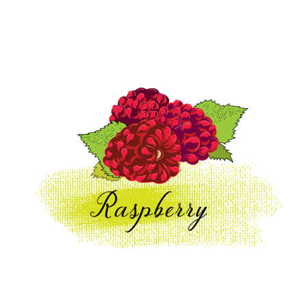 isolated image of a Raspberryのイラスト素材