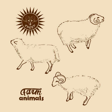 Set of sheep imagesのイラスト素材