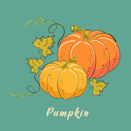 Pumpkin vector illustrationのイラスト素材