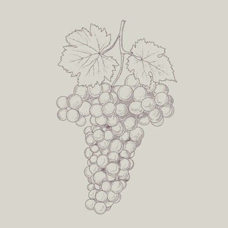 Vintage bunch of grapes.のイラスト素材