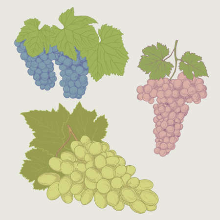 Vintage bunch of grapes.のイラスト素材