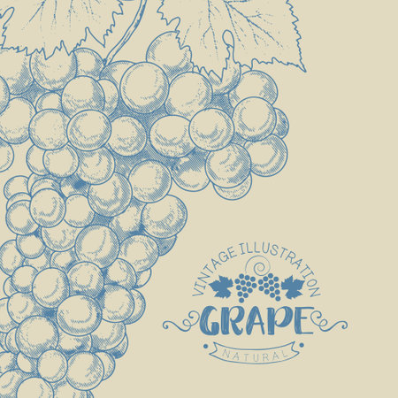 Vintage bunch of grapes.のイラスト素材