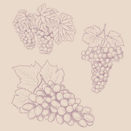 Vintage bunch of grapes.のイラスト素材