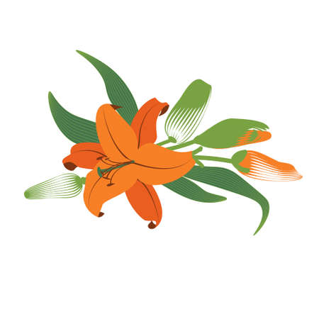 Lily flower with buds illustrationのイラスト素材