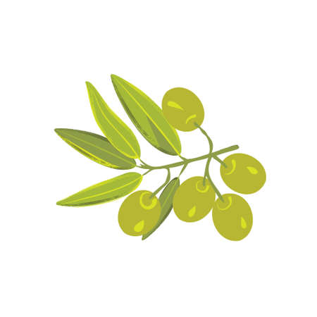 Olive branch with berriesのイラスト素材