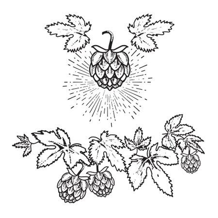 Hop cones on a branch.のイラスト素材