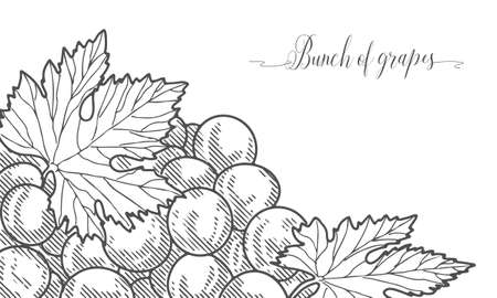 Vintage bunch of grapes.のイラスト素材