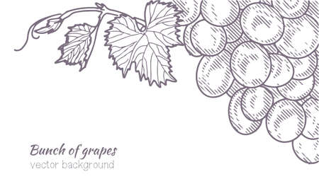 Vintage bunch of grapes.のイラスト素材