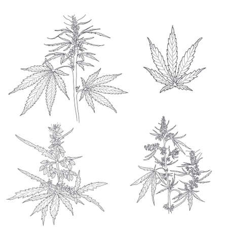 Hemp, cannabis leaves and stemsのイラスト素材