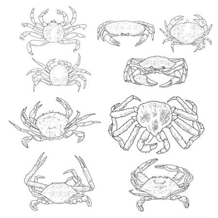 A set of crabs on a white backgroundのイラスト素材
