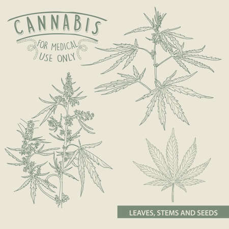 Hand drawn sketch of cannabis, marijuana hemp plant contour in vintage styleのイラスト素材