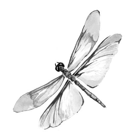 Black and white image of a butterfly on a white background. Isolated insect pattern with wings. Butterfly close-up. Handmade illustration. Animal world of insects. Wildlife cliparts.の写真素材
