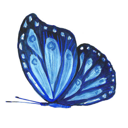 Watercolor image of a butterfly on a white background. Isolated insect pattern with wings. Butterfly...