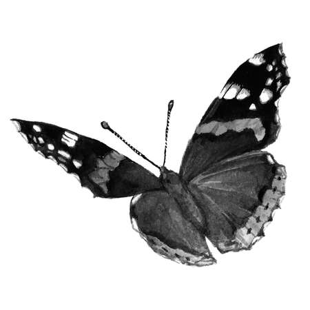 Watercolor Butterfly black and white handmadeの写真素材