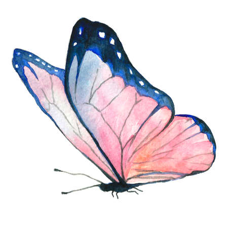 Watercolor image of a butterfly on a white background. Isolated insect pattern with wings. Butterfly close-up. Handmade illustration. Animal world of insects. Wildlife cliparts.の写真素材