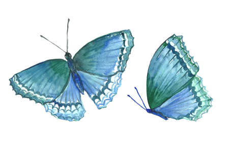 Collection of watercolor images of beautiful butterflies. A set of illustrations of an insect. Hand drawing. Isolated Clipart.の写真素材