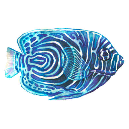 Watercolor hand drawn tropical fish on a white background 